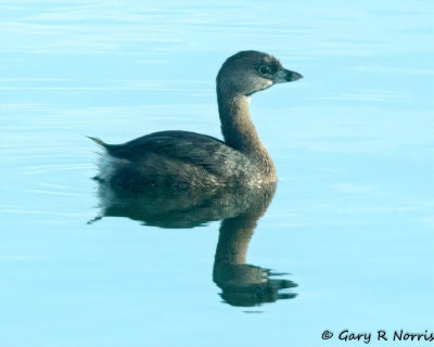 Grebe, Pied-billed AL7A6358.jpg