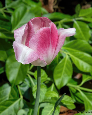 Tulip AL7A6442.jpg