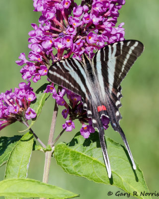 Swallowtail, Zebra  AL7A6499.jpg