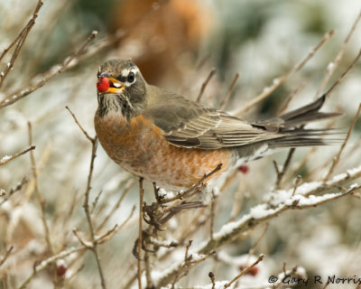 Robin, American AL7A6952.jpg