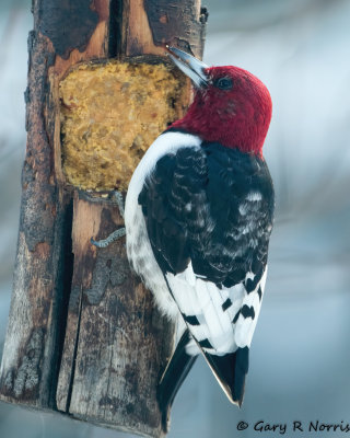 Woodpecker, Read-headed AL7A7198.jpg