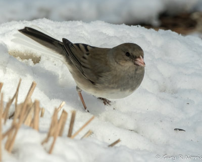 Junco, Dark-eyed AL7A7274.jpg