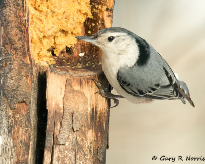 Nuthatch, White-brested AL7A7299.jpg