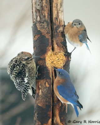Bluebird, Eastern AL7A7326.jpg