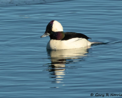 Buffelhead AL7A7381.jpg