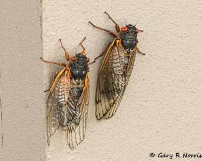 17 year cicada AL7A7490.jpg