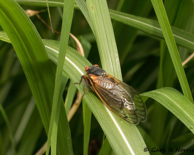 17 year cicada AL7A749.jpg