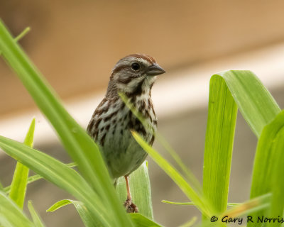 Sparrow, Song AL7A7505.jpg