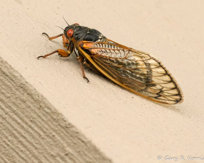 17 year cicada AL7A7523.jpg