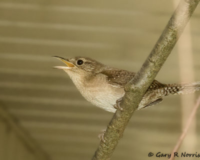 Wren, House AL7A7529,jpg