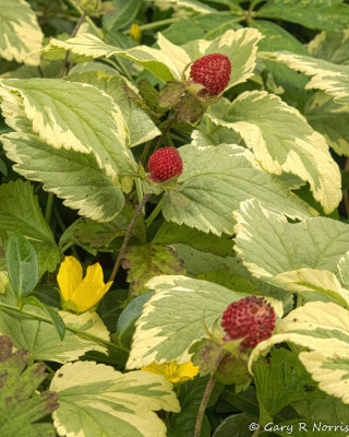 Wild Strawberry AL7A7542.jpg