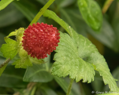 Wild Strawberry AL7A7548.jpg