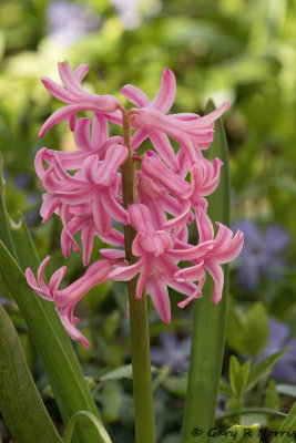 Hyacinth  AL7A8297.jpg