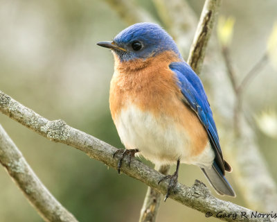 Bluebird, Eastern AL7A8314.jpg