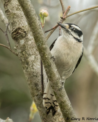Woodpecker, Downy AL7A8324.jpg