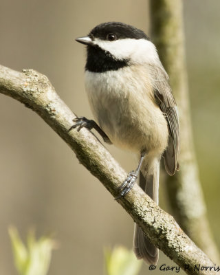 Chickadee AL7A8348.jpg