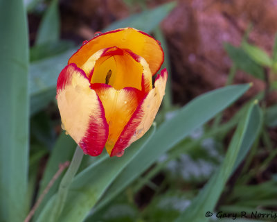 Tulip IMG_6030.jpg
