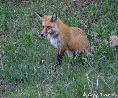 Red Fox IMG_1258 2.jpg