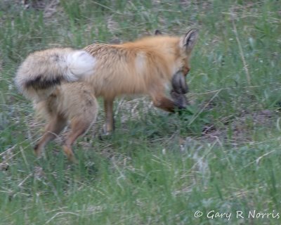 Red Fox IMG_1267.jpg