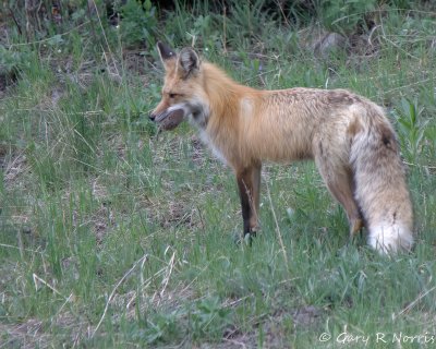 Red Fox IMG_1286.jpg