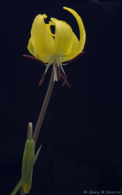 Glacier Lily IMG_1104.jpg