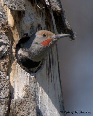 Flicker, Nothern IMG_1452.jpg