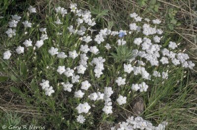 Manyflowered Phlox IMG_1489.jpg