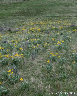 Arrowleaf Balsaroot IMG_1881.jpg