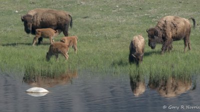 Bison IMG_0941.jpg