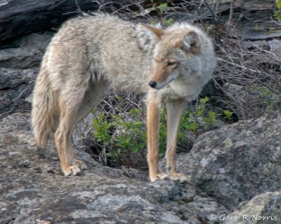 Coyote IMG_1529.jpg