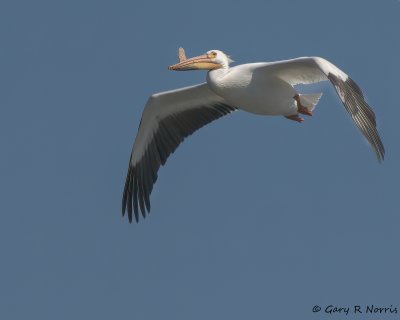 Pelican, American White IMG_1605.jpg