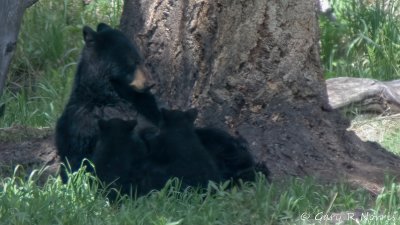 Black Bear and cubs IMG_1705.jpg