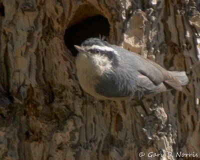 Nuthatch, White-breasted IMG_1392.jpg