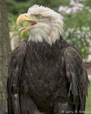 Eagle, Bald