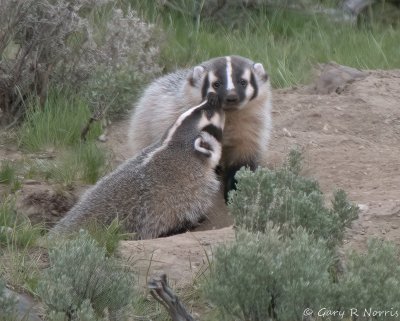 Badgers CRW_1407.jpg