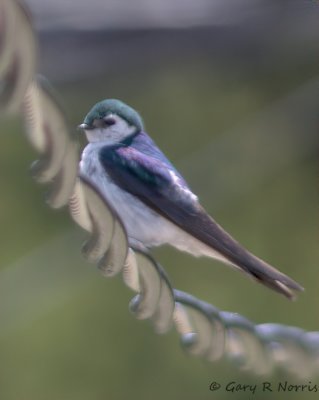 Swallow, Violet-green CRW_1580.jpg