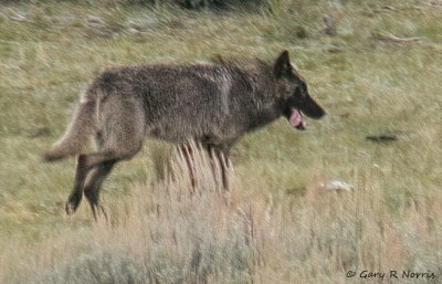 Wolf IMG_0390.jpg