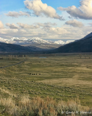Lamar Valley IMG_0406.jpg