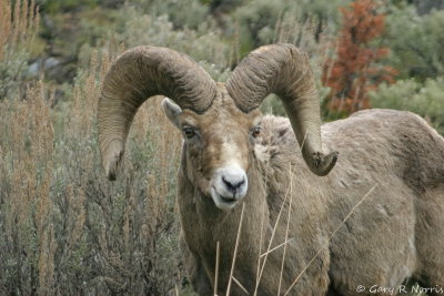 Big Horn Sheep IMG_0450.jpg