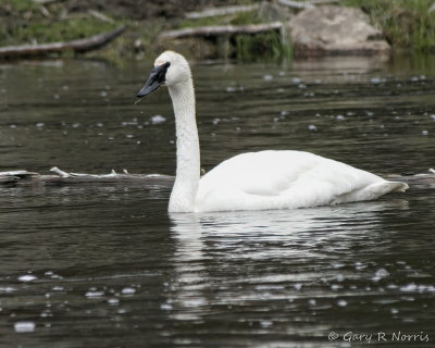 Swan, Trumpeter IMG_0473.jpg
