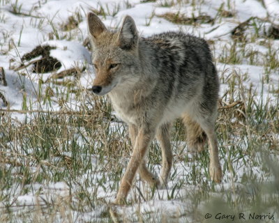Coyote IMG_0541.jpg