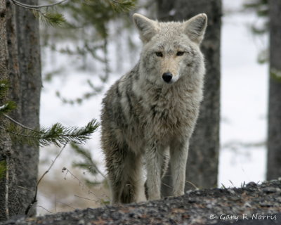 Coyote IMG_0636.jpg