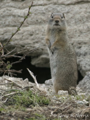 Ground Squirrel IMG_0856.jpg