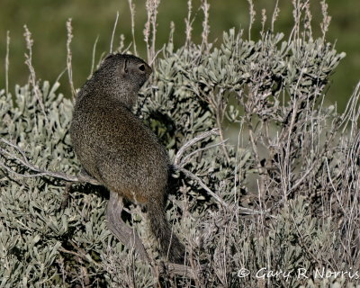 Ground Squirrel IMG_1273.jpg