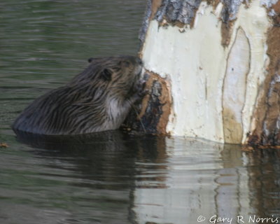Beaver IMG_1313.jpg
