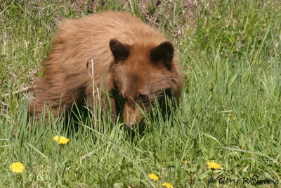 Black Bear IMG_5115.jpg