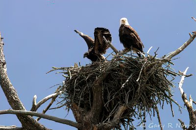Eagle, Bald IMG_5198.jpg