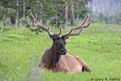 Elk IMG_5281.jpg
