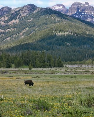 Bison IMG_5430.jpg