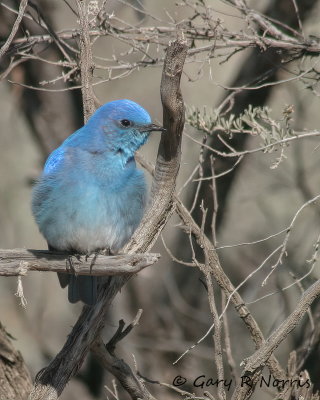 Bluebird, Mountain IMG_7017.jpg